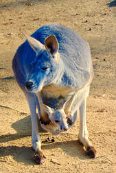 Kangaroo with Joey