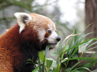 Red Panda