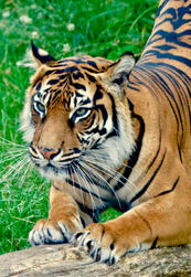 Sumatran Tiger