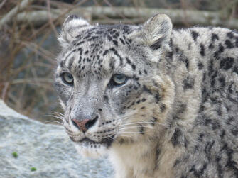Snow Leopard