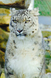 Snow Leopard